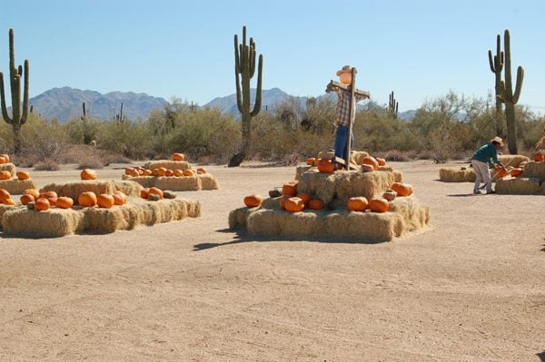 pumpkin-patch-5889562