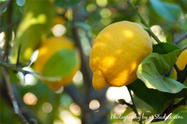 lemon-4-21-12-3775832