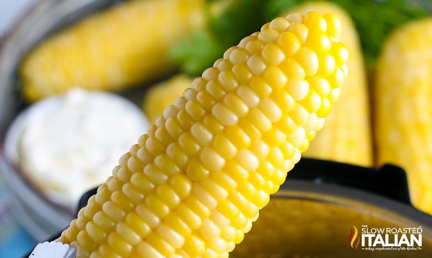 close up photo of perfectly steamed ear of corn