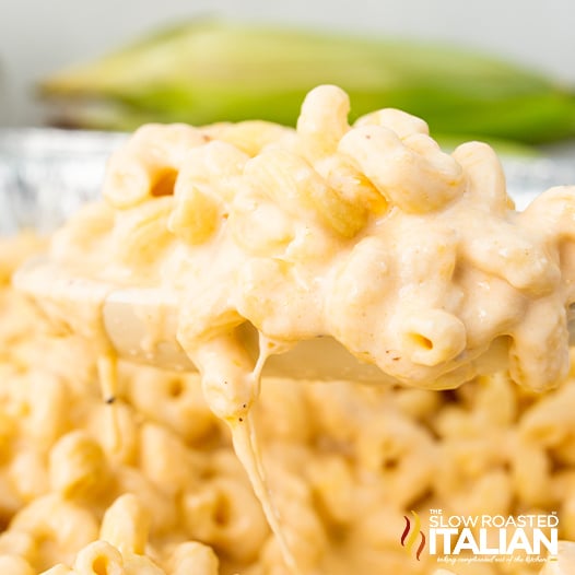 closeup: cellentani pasta in creamy cheesy sauce