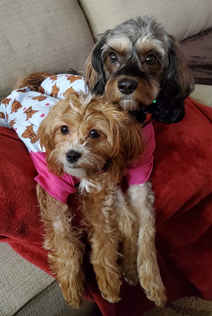 cute puppies wearing pajamas