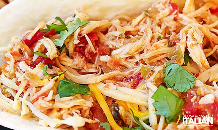 close up: shredded chicken taco with salsa, cheese, and cilantro