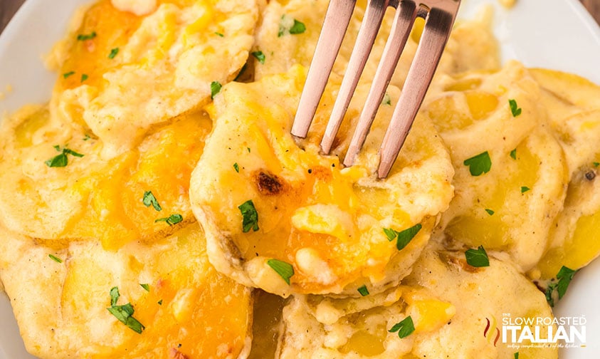 closeup of cheesy potatoes au gratin picked up with a fork